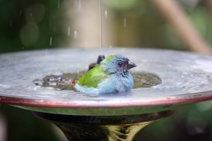 blue-bird-in-birdbath-CC-andrea-oconnell-750px (1)