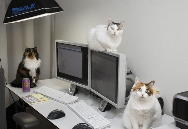 95005-_bonus_chat____une_entreprise_japonaise_offre_35________ses_employ__s_pour_qu_ils_am__nent_leur_chat_6087_north_640x440-650-3af9f46df3-1484636360