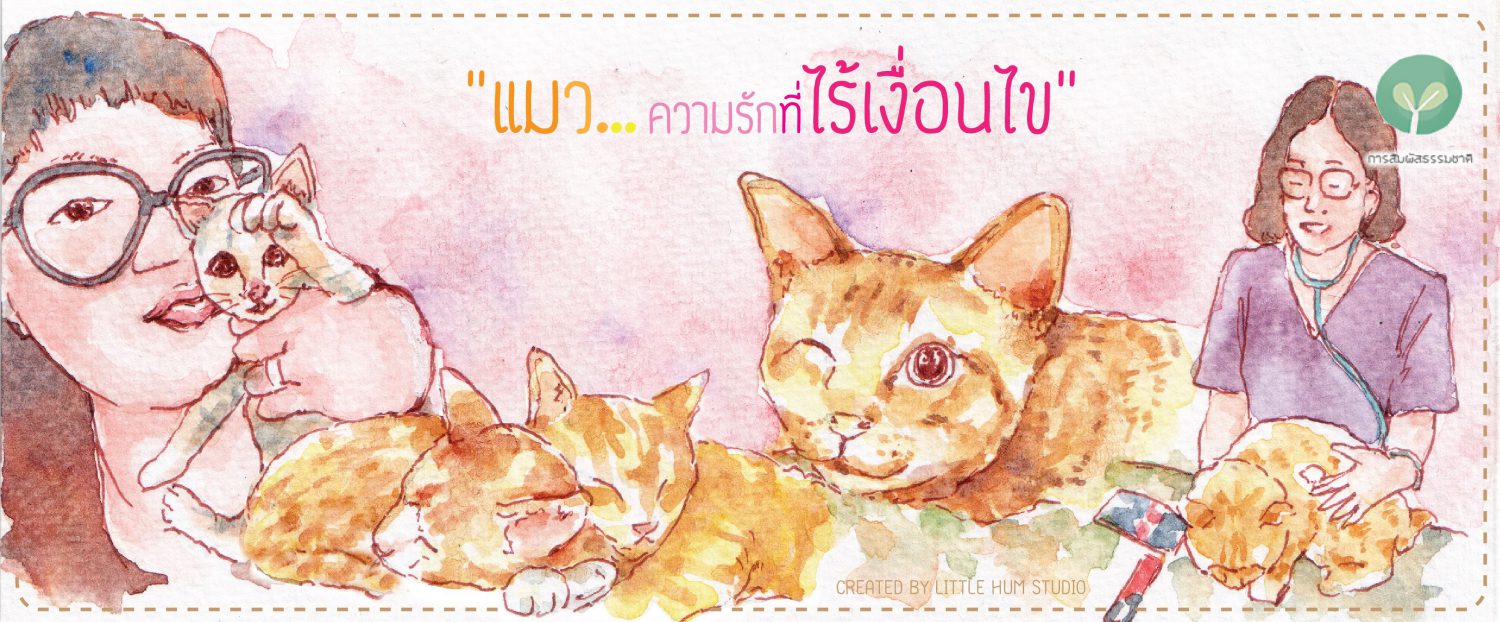 แมว…ความรักที่ไร้เงื่อนไข                          